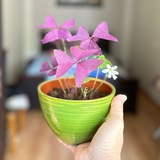 Telegram profile photo for ЦВЕТОЧНАЯ МАГИЯ 🌱