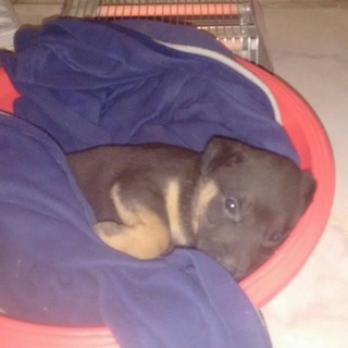 Telegram profile photo for SAR Animal Shelter(پناهگاه سار زنجان )