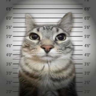Telegram profile photo for ⬜️ghhooodkl