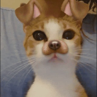 Telegram group profile photo for pwnkitties chat