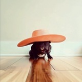Telegram profile photo for Hat Portal