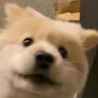 Telegram profile photo for 十三cvv售卖交流