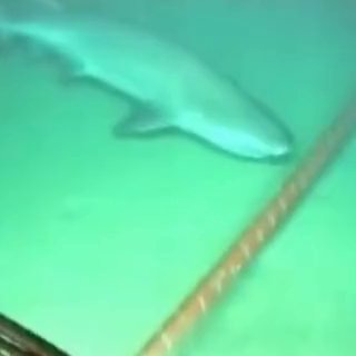 Telegram profile photo for the deep sea internet cable