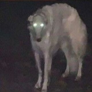 Telegram profile photo for not daily shitposting
