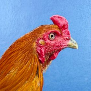 Telegram profile photo for បក្សី_ចម្បាំង🐓