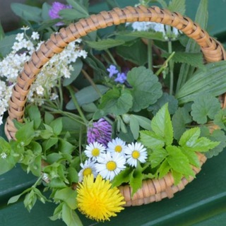 Telegram profile photo for PHYTOTHERAPIE - KRÄUTERWISSEN - NATÜRLICHE ARTGERECHTE MITTEL & WEGE