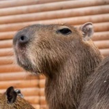 Telegram profile photo for Лорд Капібарен