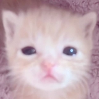 Telegram profile photo for terrⱺαr kitti boo! 𑄝