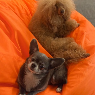 Telegram profile photo for Зоосалон Нора