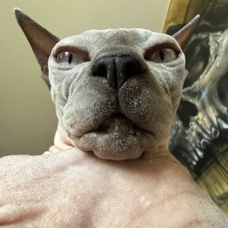 Telegram profile photo for у моего кота рак и он кричит