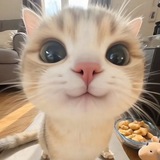 Telegram profile photo for Милые котики🐱