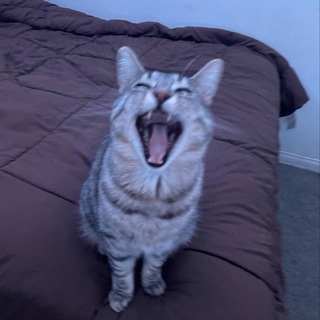 Telegram profile photo for zazu memes