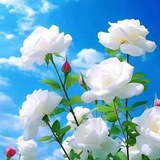 Telegram profile photo for آيات قرآنية و أحاديث نبوية