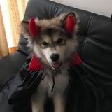 Telegram profile photo for ʙᴄᴇ ниɯᴛяᴋи ᴇʍᴀᴇ | инфо