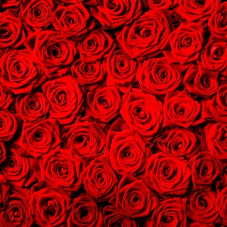 Telegram profile photo for няситева/ аветисян варвара🪷