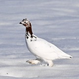 Telegram profile photo for Valeriya_xoma Birds