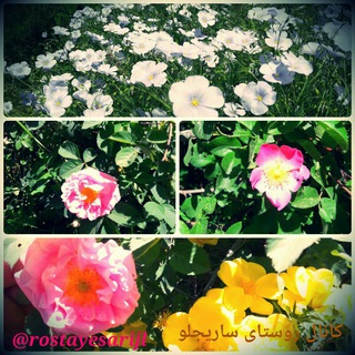 Telegram profile photo for کانال روستای ساریجلو