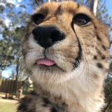 Telegram profile photo for Cheetah
