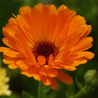 Telegram profile photo for Heilpflanzen - Naturheilkunde - Gesundheit