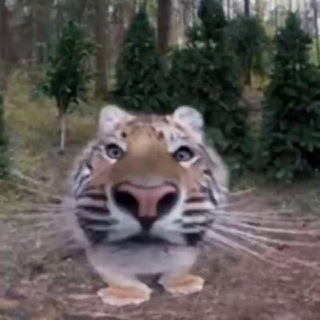 Telegram profile photo for черемша