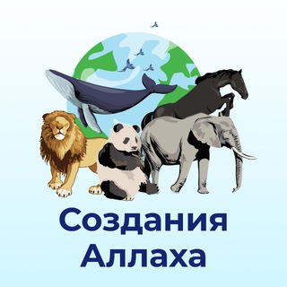 Telegram profile photo for творения Господа