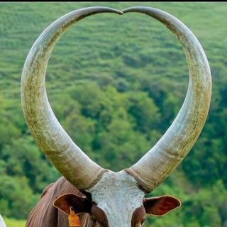 Telegram profile photo for MentoredTrader™ | GOLDMINE