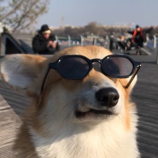 Telegram profile photo for Корги Рик