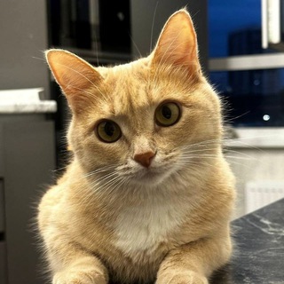 Telegram profile photo for Рыжая 🐈