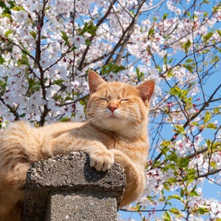 Telegram group profile photo for Беседка