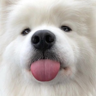 Telegram profile photo for Пикчи с любовью