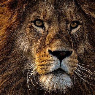 Telegram profile photo for Mondo Animale 🦁