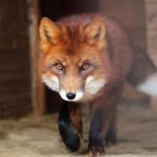 Telegram profile photo for |• Toby - Yama •| фурсьют мастерская