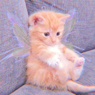 Telegram profile photo for π¦π§π»ββοΈπ₯πΊπππ πππΊπππ§π»ββοΈπ¦