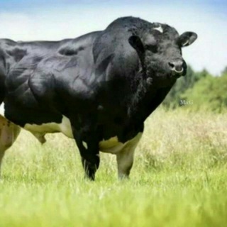 Telegram profile photo for Қашқадарё мол бозори🐃 |
