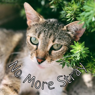 Telegram profile photo for Котоволонтёрство Москва-Черногория