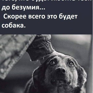 Telegram profile photo for ОГЛАСКА ПОМОЩИ И СПАСЕНИЯ ВСЕМ ЖИВОТНЫМ 😿🐕🐈🐴🐎🫏🐻