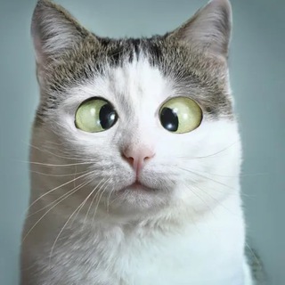 Telegram group profile photo for Miao Project