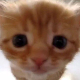 Telegram profile photo for Ваша Claquettes
