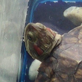 Telegram profile photo for Animal Mating