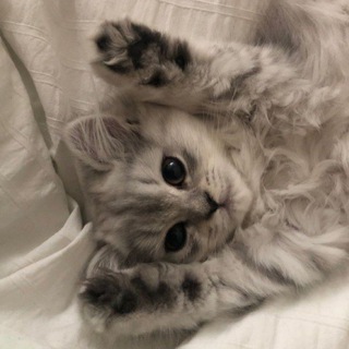 Telegram profile photo for Зарисовки от ᵣᵢ𝑡𝑦