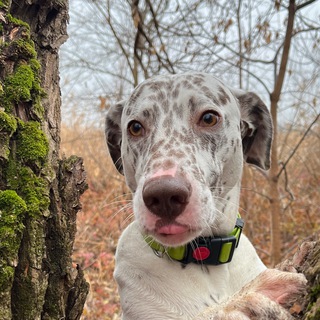 Telegram profile photo for Играем с Дизелем
