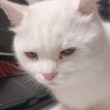 Telegram profile photo for Голупь галерея