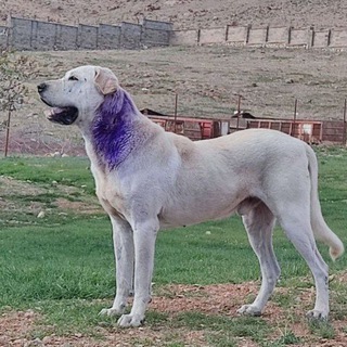 Telegram profile photo for اصیل بازان خراسان