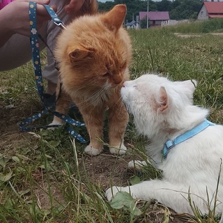 Telegram profile photo for ᥊ʙ᧐ᥴᴛᥲᴛі δᥱɯκᥱᴛнᥙκᥙ 𓃠