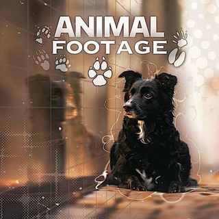 Telegram profile photo for Animal footage