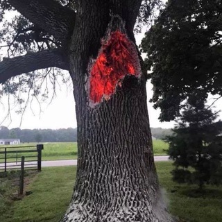 Telegram profile photo for r_oddlysatisfying