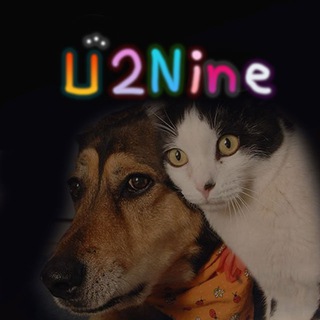 Telegram profile photo for U2N Official