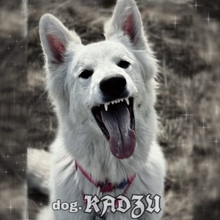 Telegram profile photo for dogkadzu🐶🎀