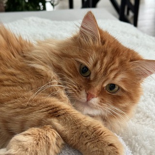 Telegram profile photo for Кот Пирожок 🧡