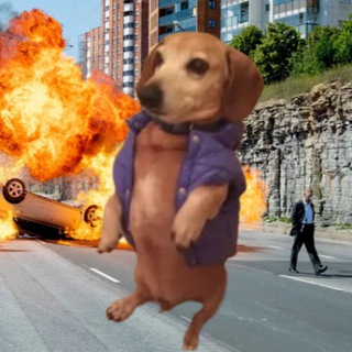 Telegram profile photo for $PUCHI COMMUNITY TAKEOVER
